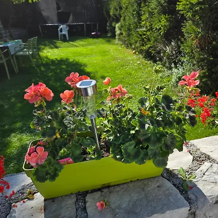 Bellaflora *