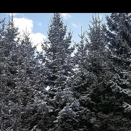 Апартаменты Bellaflora *